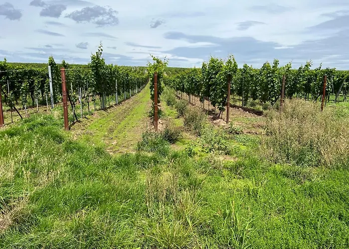 公寓 Landleben Fuer 2-3 Personen 埃德斯海姆